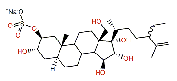 Echinoclasterol sulfate